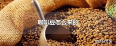 咖啡豆怎么来的