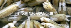 为什么撒盐蛏子就钻出来了