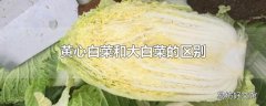 黄心白菜和大白菜的区别