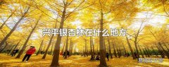 兴平银杏林在什么地方