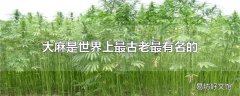 大麻是世界上最古老最有名的什么类植物