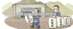 麻黄碱从哪种原植物提炼