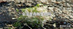 伞藻是真核生物吗