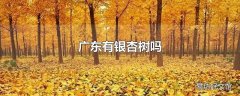 广东有银杏树吗