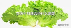 农历十月适合种什么蔬菜