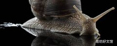 蜗牛坚硬的外壳有什么作用