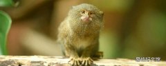 侏儒绒猴是保护动物吗