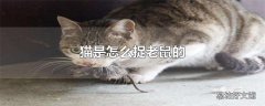 猫是怎么捉老鼠的