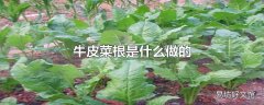 牛皮菜根是什么做的