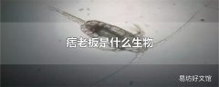 痞老板是什么生物