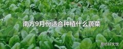 南方9月份适合种植什么蔬菜