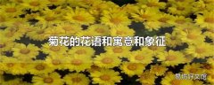 菊花的花语和寓意和象征