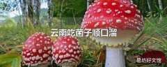 云南吃菌子顺口溜