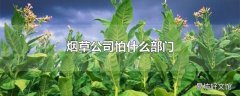 烟草公司怕什么部门