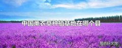 中国薰衣草种植基地在哪个县