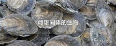 雌雄同体的生物