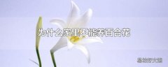 为什么家里不能养百合花