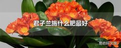 君子兰施什么肥最好