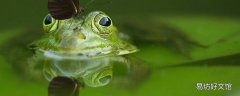 田里的害虫都怕青蛙的原因是什么