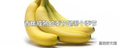 香蕉成熟的季节是哪个季节
