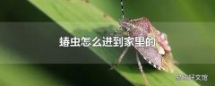 蝽虫怎么进到家里的