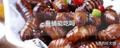 蚕蛹能吃吗