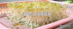 绿豆怎么泡成豆芽