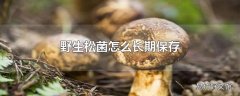 野生松菌怎么长期保存