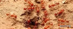 蚂蚁卵多久孵化