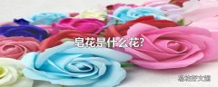 皂花是什么花?