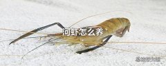 河虾怎么养