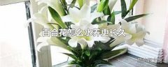 百合花怎么水养更长久