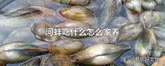 河蚌吃什么怎么家养