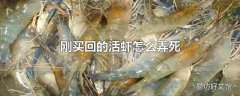 刚买回的活虾怎么弄死