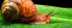 蜗牛有寄生虫吗