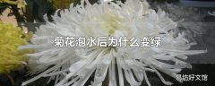 菊花泡水后为什么变绿