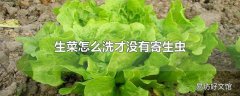 生菜怎么洗才没有寄生虫