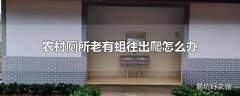 农村厕所老有蛆往出爬怎么办