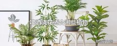 啤酒浇花适合哪些植物