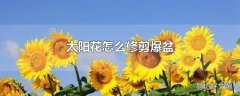 太阳花怎么修剪爆盆