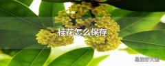 桂花怎么保存