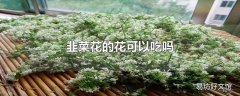 韭菜花的花可以吃吗