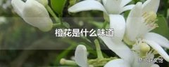 橙花是什么味道