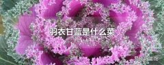 羽衣甘蓝是什么菜