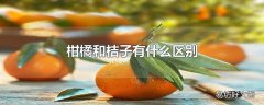 柑橘和桔子有什么区别