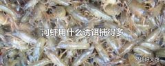 河虾用什么诱饵捕得多