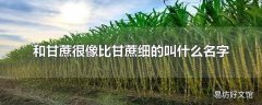 和甘蔗很像比甘蔗细的叫什么名字