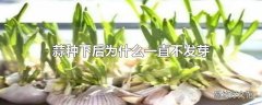 蒜种下后为什么一直不发芽