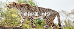 猎豹体重80什么