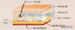 脸皮厚度为多少毫米